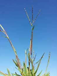 Attēlu rezultāti vaicājumam “Digitaria ischaemum”