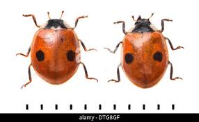 Attēlu rezultāti vaicājumam “Adalia bipunctata imago”