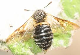 Attēlu rezultāti vaicājumam “Cimbicidae”