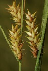 Attēlu rezultāti vaicājumam “Carex vesicaria”