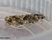 Attēlu rezultāti vaicājumam “Epinotia immundana”