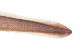 Image result for Petromyzon marinus