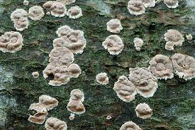 Attēlu rezultāti vaicājumam “Cylindrobasidium evolvens”