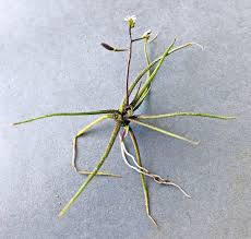 Attēlu rezultāti vaicājumam “Subularia aquatica”