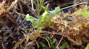Attēlu rezultāti vaicājumam “Moerckia hibernica”