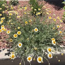 Attēlu rezultāti vaicājumam “Anthemis tinctoria flower”