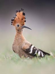 Attēlu rezultāti vaicājumam “Upupa epops”