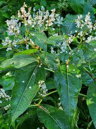 Attēlu rezultāti vaicājumam “Reynoutria sachalinensis flower”