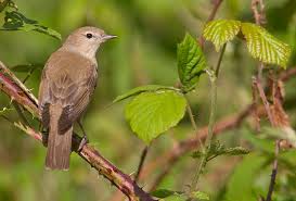 Attēlu rezultāti vaicājumam “Sylvia borin adult”
