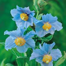 Image result for Meconopsis betonicifolia