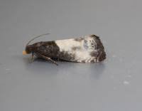 Attēlu rezultāti vaicājumam “Notocelia cynosbatella”