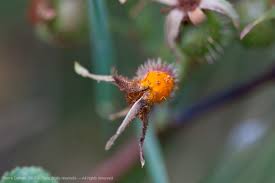 Attēlu rezultāti vaicājumam “Phragmidium sp.”