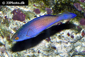 Image result for Archosargus rhomboidalis