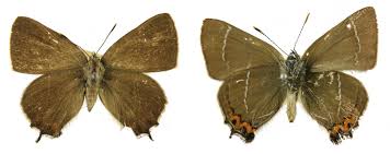 Attēlu rezultāti vaicājumam “Satyrium w-album”