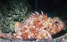 Image result for Scorpaena scrofa