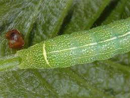 Attēlu rezultāti vaicājumam “Orthosia larvae”