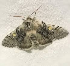 Attēlu rezultāti vaicājumam “Achlya flavicornis”