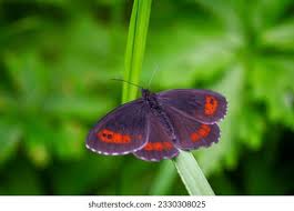 Attēlu rezultāti vaicājumam “Erebia ligea upperside”