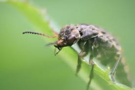 Attēlu rezultāti vaicājumam “Ontholestes murinus”