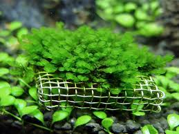 Attēlu rezultāti vaicājumam “Jungermannia subulata”