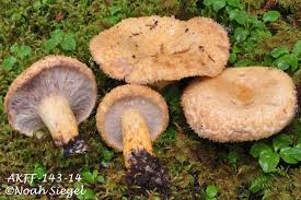 Attēlu rezultāti vaicājumam “Lactarius repraesentaneus”