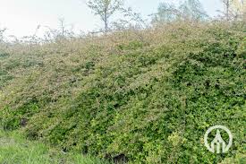 Attēlu rezultāti vaicājumam “Symphoricarpos x chenaultii”