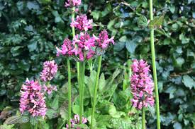 Attēlu rezultāti vaicājumam “Stachys officinalis flower”