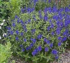 Image result for Veronica teucrium