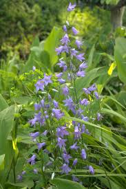 Image result for Campanula patula