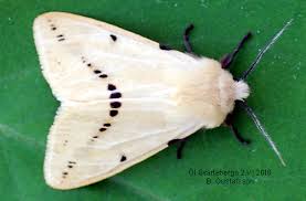 Attēlu rezultāti vaicājumam “Spilosoma lutea imago”