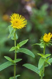 Attēlu rezultāti vaicājumam “Inula britannica leaf”
