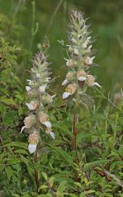 Image result for Digitalis lanata
