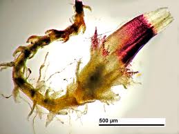 Attēlu rezultāti vaicājumam “Cephaloziella elachista”