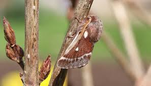 Attēlu rezultāti vaicājumam “Eriogaster lanestris”