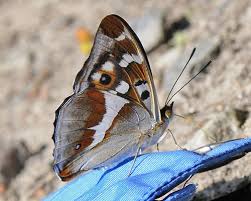 Attēlu rezultāti vaicājumam “Apatura iris”