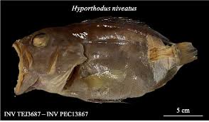 Image result for Hyporthodus niveatus