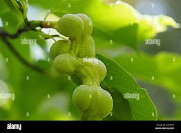 Attēlu rezultāti vaicājumam “Magnolia kobus fruit”