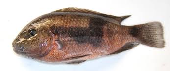 Image result for Eugerres plumieri