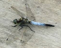 Attēlu rezultāti vaicājumam “Orthetrum cancellatum”