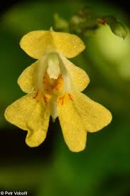 Attēlu rezultāti vaicājumam “Impatiens parviflora”