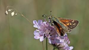 Attēlu rezultāti vaicājumam “Hesperia comma female”