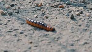 Attēlu rezultāti vaicājumam “Cossus cossus larva”