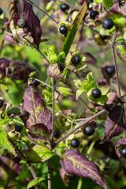 Attēlu rezultāti vaicājumam “Silene baccifera fruit”