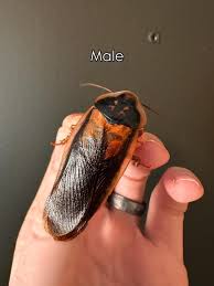 Attēlu rezultāti vaicājumam “Badhamia dubia sessile”