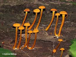 Attēlu rezultāti vaicājumam “Hygrocybe cantharellus”