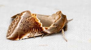 Attēlu rezultāti vaicājumam “Habrosyne pyritoides”