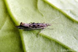 Attēlu rezultāti vaicājumam “Ypsolopha scabrella”