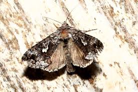 Attēlu rezultāti vaicājumam “Syngrapha interrogationis”