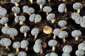 Attēlu rezultāti vaicājumam “Didymium squamulosum macro”