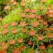 Attēlu rezultāti vaicājumam “Polytrichum juniperinum sporophyte”